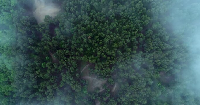 The camera flies over the forest covered with fog