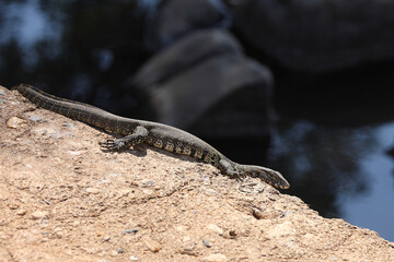 Nilwaran / Nile monitor / Varanus niloticus