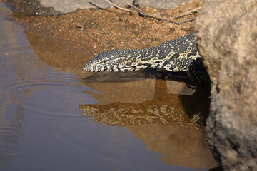 Nilwaran / Nile monitor / Varanus niloticus