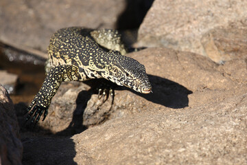 Nilwaran / Nile monitor / Varanus niloticus
