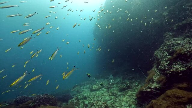 Under Water Film from Sail Rock island in Thailand - medium sized  school of small fusilier steam of fish moving erratic in the foreground