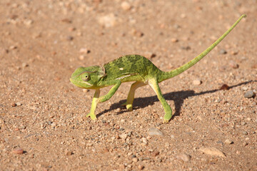 Lappenchamäleon / Flap-necked chameleon / Chamaeleo dilepis.