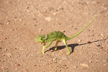 Lappenchamäleon / Flap-necked chameleon / Chamaeleo dilepis.