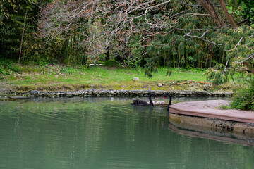 Fototapeta na wymiar Black swan with chicks on the lake on a sunny spring day