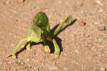 Lappenchamäleon / Flap-necked chameleon / Chamaeleo dilepis.