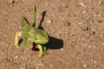 Lappenchamäleon / Flap-necked chameleon / Chamaeleo dilepis.