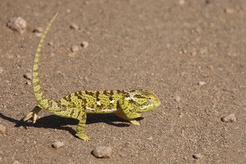 Lappenchamäleon / Flap-necked chameleon / Chamaeleo dilepis.
