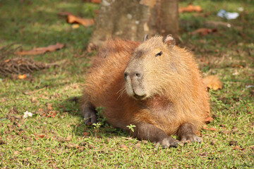 Capybaras in the sun at the edge of a lake