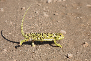 Lappenchamäleon / Flap-necked chameleon / Chamaeleo dilepis.