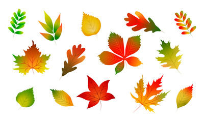 A set of autumn leaves