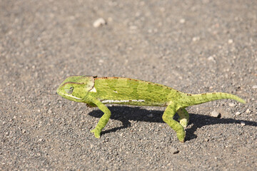 Lappenchamäleon / Flap-necked chameleon / Chamaeleo dilepis.