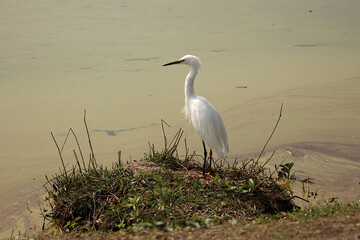 Egret on a sunny day at the edge of a lake