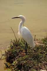 Egret on a sunny day at the edge of a lake