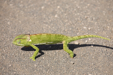 Lappenchamäleon / Flap-necked chameleon / Chamaeleo dilepis.