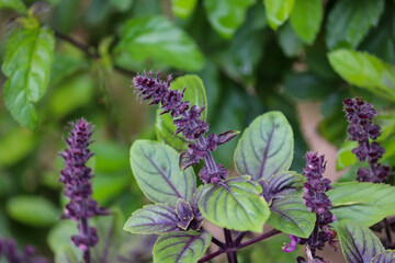 Photograph of a beautiful purple basil in the garden.