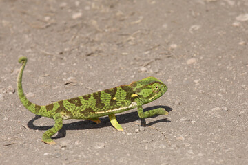 Lappenchamäleon / Flap-necked chameleon / Chamaeleo dilepis.