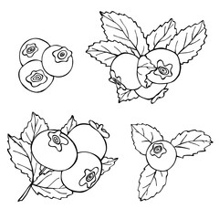 Vector set of blueberry clipart. Hand drawn berry icon. Fruit illustration. For print, web, design, decor, logo.