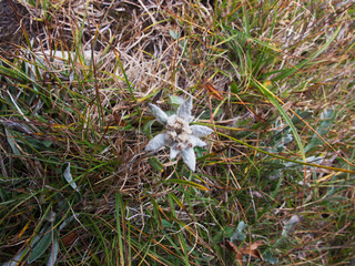 passeggiando in val di fiemme, trentino alto adige, italia