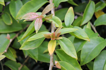 Photograph of a beautiful Pereskia aculeata.