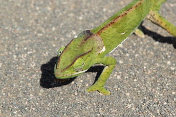 Lappenchamäleon / Flap-necked chameleon / Chamaeleo dilepis.