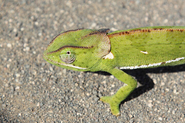 Lappenchamäleon / Flap-necked chameleon / Chamaeleo dilepis.