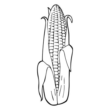 Ripe corn cob whole with leaves. Vector vintage engraving