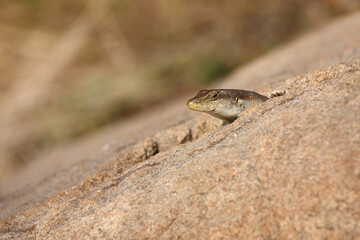 Afrikanischer Streifenskink oder Gestreifte Mabuye / African striped skink / Trachylepis striata uel Mabuya striata