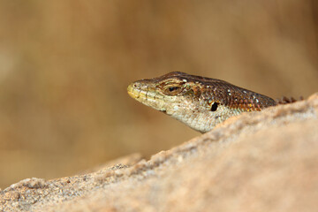 Afrikanischer Streifenskink oder Gestreifte Mabuye / African striped skink / Trachylepis striata uel Mabuya striata
