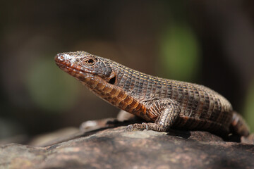 Felsen-Schildechse / Giant plated lizard / Matobosaurus validus