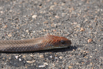 Olive Peitschenschlange / Olive grass snake or Olive whipe snake / Psammophis mossambicus