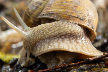 Burgundy snail, Helix, Roman snail, edible snail, escargot, on the surface of old stump with moss in a natural environment. Green moss and mold growing on the old tree trunk.