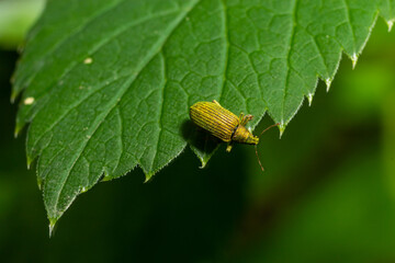 Phyllobius argentatus is a species of short-nosed weevil commonly known as the silver-green leaf weevil
