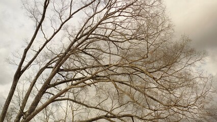 Obraz premium Nature with trees against a cloudy sky in rural countryside in small southern town