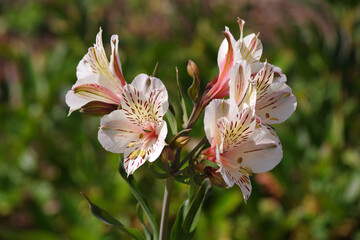 Alstroemeria, Lily-of-the-Incas, Parrot Lily, Peruvian Lily blossoms