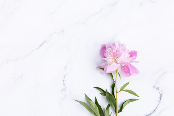 Beautiful pink peony flowers on white marble background, copy space for your text, top view, flat lay style. Happy mothers day greeting card mockup. International Woman Day. Valentines day template