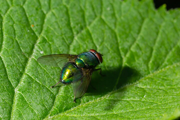 Common green bottle fly blow fly, Lucilia sericata on a green leaf