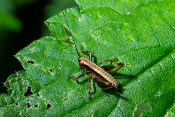 A Dark bush-Cricket Pholidoptera griseoaptera perched on a leaf