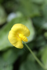 yellow flower in the garden