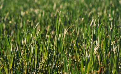 Fototapeta na wymiar Close up view of the green grass that on the field at summer