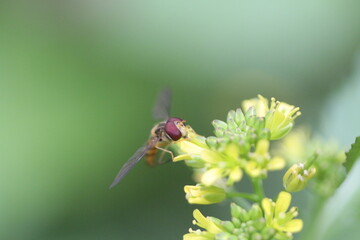 bee on a flower