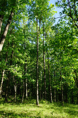 Spring green forest, vertically. Sunny morning.