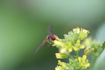 bee on a flower