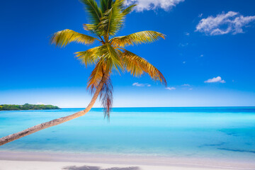 Obraz na płótnie Canvas Tropical paradise: caribbean beach with palm tree, Punta Cana, Saona Island