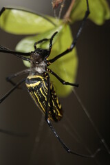spider on a leaf