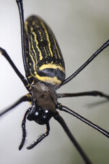 macro of a spider
