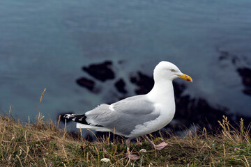Sea-gull at the Elephant Rock in Etretat of France