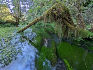 Fototapeta premium Forest at National Park in Hoh Reservation
