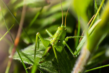 green grasshopper on the grass on a blurred background. Grasshopper on a flower macro view. Grasshopper profile. Grasshopper macro view