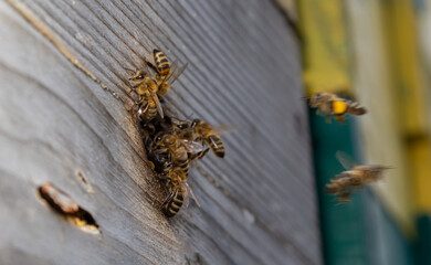 A lot of bees returning to bee hive and entering beehive with collected floral nectar and flower...