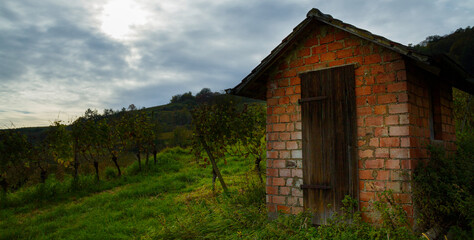 Obraz premium Weinberge Reben 